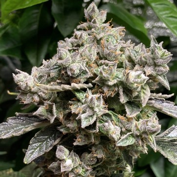 Семена конопли Auto White Widow Feminised Silver - 500 шт